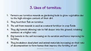 3. Uses of termites;
1.
2.
3.
4.
5.
6.
Farmers use termites mounds as gardening beds to grow vegetables due
to the high nitrogen content of their dirt
They feed their ﬁsh on termites
The soil from mounds is used as a natural fertilizer in crop ﬁelds
They dig tunnels allowing rain to fall deeper into the ground, retaining
moisture at a higher rate
Dig tunnels in the soil increasing on its aeration and hence improving its
fertility
They breakdown dead plant and animal materials increasing on their rate
of decomposition to form humus that improve the fertility of soil
@PETEROKION 778001502/ 758795415
 