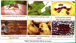 @PETEROKION 778001502/ 758795415
 