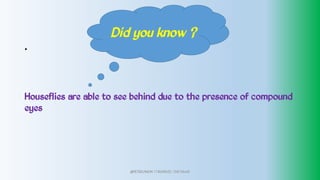 .
Houseflies are able to see behind due to the presence of compound
eyes
Did you know ?
@PETEROKION 778001502/ 758795415
 