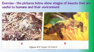 Exercise : the pictures below show stages of insects that are
useful to humans and their environment
@PETEROKION 778001502/ 758795415
 