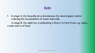 Soln
1. In stage A, the housefly larva decomposes the dead organic matter
reducing the accumulation of waste materials.
in stage B, the adult bee is pollinating a flower to form fruits e.g. maize,
a main source of food
@PETEROKION 778001502/ 758795415
 
