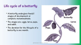 Life cycle of a butterfly
•
•
•
A butterfly undergoes four(4)
stages of development or
complete metamorphosis.
The stages are; eggs, larva, pupa,
and adult.
The duration for the lifecycle of a
butterfly is one month.
@PETEROKION 778001502/ 758795415
 