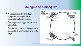 Life cycle of a mosquito
•
•
•
A mosquito undergoes four(4)
stages of development or
complete metamorphosis.
The stages are; eggs, larva, pupa
and adult.
The duration for the lifecycle of a
mosquito is approximately 8 to 10
days
@PETEROKION 778001502/ 758795415
 