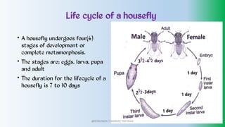 Life cycle of a housefly
•
•
•
A housefly undergoes four(4)
stages of development or
complete metamorphosis.
The stages are; eggs, larva, pupa
and adult
The duration for the lifecycle of a
housefly is 7 to 10 days
@PETEROKION 778001502/ 758795415
 