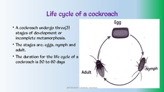 Life cycle of a cockroach
•
•
•
A cockroach undergo three(3)
stages of development or
incomplete metamorphosis.
The stages are; eggs, nymph and
adult.
The duration for the life cycle of a
cockroach is 50 to 60 days
@PETEROKION 778001502/ 758795415
 