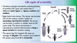 Life cycle of a termite
•
•
•
Termites undergo incomplete metamorphosis.
A termite’s life cycle can result into 3
different caste types i.e. Queen, workers and
soldiers.
Eggs hatch into larvae. The larvae can become
one of the castes; worker, soldier or
secondary reproductive termite. The larvae
can become a worker or soldier and its life
cycle ends. The larva can become a
reproductive termite that become a king or
queen termite for another colony
The queen has the longest life span on
average of 25years. The workers and soldiers’
life spans vary from 12 to 24months
@PETEROKION 778001502/ 758795415
 