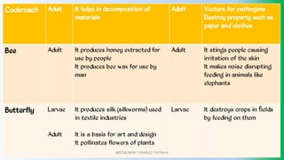 Cockroach Adult It helps in decomposition of
materials
Adult Vectors for pathogens
Destroy property such as
paper and clothes
Bee Adult It produces honey extracted for
use by people
It produces bee wax for use by
man
Adult It stings people causing
irritation of the skin
It makes noise disrupting
feeding in animals like
elephants
Butterfly Larvae
Adult
It produces silk (silkworms) used
in textile industries
It is a basis for art and design
It pollinates flowers of plants
Larvae It destroys crops in ﬁelds
by feeding on them
@PETEROKION 778001502/ 758795415
 