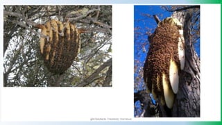 @PETEROKION 778001502/ 758795415
 