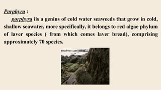 Laver Algae DISTRIBUTION OF ALGAE ( Fresh water, Marine Water and Brackish Water ...