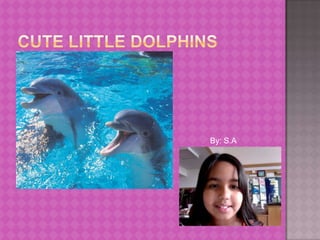 Cute little Dolphins By: S.A 