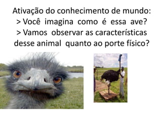 Ativação do conhecimento de mundo:
> Você imagina como é essa ave?
> Vamos observar as características
desse animal quanto ao porte físico?
 