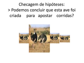 Checagem de hipóteses:
> Podemos concluir que esta ave foi
criada para apostar corridas?
 