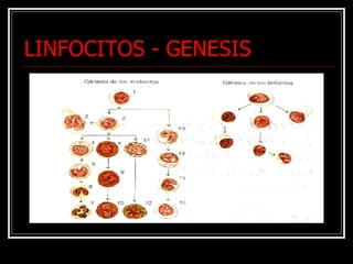 LINFOCITOS - GENESIS 