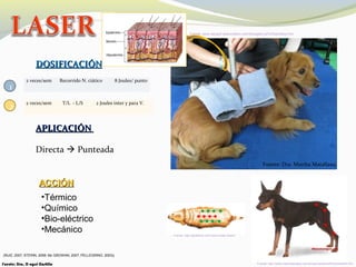 Fuente: Dra. Martha Matallana.
DOSIFICACIÓNDOSIFICACIÓN
APLICACIÓNAPLICACIÓN
Directa  Punteada
2 veces/sem Recorrido N. ciático 8 Joules/ punto
1
2 veces/sem T/L - L/S 2 Joules inter y para V.
2
(RUIZ, 2007; STERIN, 2008; Mc GROWAN, 2007; PELLEGRINO, 2003))
Fuente: www.lalupa3.webcindario.com/biologia/Los%20sentidos.htm
Fuente: http://www.mascotamigos.com.ar/perros/perrosPinscherMini.htm
Fuente: http://globalvet.cl/mi-perro-esta-obeso/
Fuente: Dra. D ayssi Castillo
ACCIÓNACCIÓN
•Térmico
•Químico
•Bio-eléctrico
•Mecánico
 