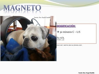 DOSIFICACIÓNDOSIFICACIÓN
 50 minutos C – L/S
Fx: 6 h.
(STERIN, 2008)
(RUIZ, 2007; MARTIN, 2000; Mc GROWAN, 2007)
Fuente: Dra. D ayssi Castillo
Fuente: Dra. Dayssi Castillo
 