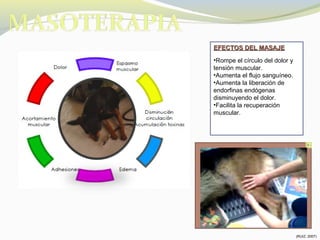 EFECTOS DEL MASAJEEFECTOS DEL MASAJE
•Rompe el círculo del dolor y
tensión muscular.
•Aumenta el flujo sanguíneo.
•Aumenta la liberación de
endorfinas endógenas
disminuyendo el dolor.
•Facilita la recuperación
muscular.
Video masaje
(RUIZ, 2007)
 