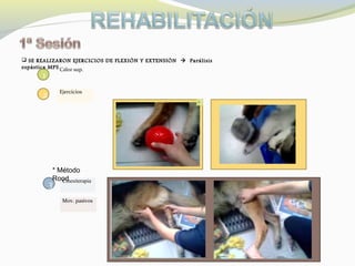 Cinesiterapia
2 Ejercicios
Cepillo
Mov. pasivos
1
Calor sup.
 SE REALIZARON EJERCICIOS DE FLEXIÓN Y EXTENSIÓNSE REALIZARON EJERCICIOS DE FLEXIÓN Y EXTENSIÓN  ParálisisParálisis
espástica MPSespástica MPS
3
* Método
Rood
 