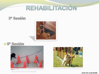 CAVALLETI
FUENTE: http://www.youtube.com/watch?v=8Z8aOY2ydbA
Fuente: http://www.out-and-about-with-your-dog.com/agility-dog-names.html
Fuente: Dra. D ayssi Castillo
 