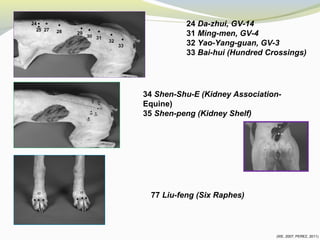 34 Shen-Shu-E (Kidney Association-
Equine)
35 Shen-peng (Kidney Shelf)
24 Da-zhui, GV-14
31 Ming-men, GV-4
32 Yao-Yang-guan, GV-3
33 Bai-hui (Hundred Crossings)
77 Liu-feng (Six Raphes)
(XIE, 2007; PEREZ, 2011)
 