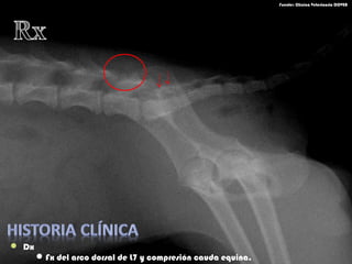  Dx
Fx del arco dorsal de L7 y compresión cauda equina.
Fuente: Clínica Veterinaria DOVER
 