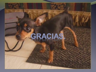 Fisioterapia Veterinaria - Trauma medular Cauda equina 