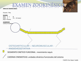 AREA DE TERAPIA FISICA
Paciente: Polly
RESEÑA
Sexo: H x M
Edad: A M x (8 meses)
Raza: Pinscher
ANAMNESIS
Caída por escaleras.
SEGMENTO CINETICO FUNCIONAL : movimiento raquis
CADENAS CINEMATICAS: unidades dinámico funcionales del sistema
OSTEOARTICULAR – NEUROMUSCULAR -
ANGIOVEGETATIVA
FUENTE: Dra. Dayssi Castillo
 