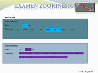 Fuente:http://www.the3dstudio.com/product_details.aspx?id_product=48318
Fuente: Dra. D ayssi Castillo
PALPACIÓN
Columna Cervical
Dolor
Segmento
G1 G2 • G3
AA C1-C2 C2-C3 C3-C4 C4-C5 2 C5-
C6
2 C6-C7 C7-T1
Columna torácica
Dolor
Segmento
G1 G2 • G3
T1-T2 1 T2-T3 1 T3-T4 2 T4-T5 2 T5-T6 2 T6-T7 3 T7-T8 3 T8-T9 3
T9-T10 3 T10-T11 3 T11-T12 2 T12-T13 2 T13-L1 2
 