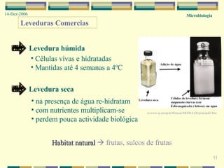 Microbiologia 14-Dez-2006 11 Leveduras Comercias Células vivas e hidratadas Mantidas até 4 semanas a 4ºC na presença de água re-hidratam com nutrientes multiplicam-se perdem pouca actividade biológica in  www.iq.unesp.br/flotacao/MODULO2/principal2.htm  Habitat natural     frutas, sulcos de frutas Levedura húmida Levedura seca 