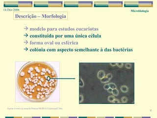 4 Microbiologia 14-Dez-2006 Descrição – Morfologia modelo para estudos eucariotas constituída por uma única célula forma oval ou esférica colónia com aspecto semelhante à das bactérias figuras  in  www.iq.unesp.br/flotacao/MODULO2/principal2.htm  
