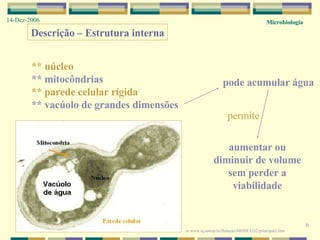6 Microbiologia 14-Dez-2006 Descrição – Estrutura interna ** núcleo ** mitocôndrias ** parede celular rígida ** vacúolo de grandes dimensões in  www.iq.unesp.br/flotacao/MODULO2/principal2.htm  pode acumular água aumentar ou diminuir de volume sem perder a viabilidade permite 