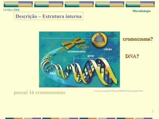 Microbiologia 14-Dez-2006 7 Descrição – Estrutura interna possui 16 cromossomas cromossoma? DNA? in  www.iq.unesp.br/flotacao/MODULO2/principal2.htm  