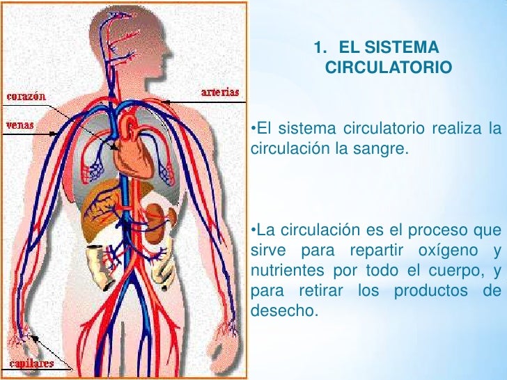 Sistema circulatorio