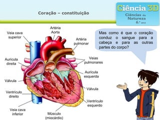 Coração – constituição


                     Artéria
 Veia cava           Aorta                      Mas como é que o coração
  superior                                      conduz o sangue para a
                                 Artéria
                                pulmonar        cabeça e para as outras
                                                partes do corpo?


Aurícula                                Veias
 direita                             pulmonares

                                     Aurícula
                                     esquerda
Válvula

                                      Válvula
Ventrículo
 direito
                                       Ventrículo
                                       esquerdo
   Veia cava
    inferior       Músculo
                  (miocárdio)
 