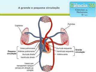 A grande e pequena circulação




                                                       Pulmões
        Capilares




              Veias pulmonares        Aurícula esquerda
                                                                 Grande
 Pequena Artérias pulmonares           Ventrículo esquerdo       circulação
circulação     Aurícula direita        Artéria aorta
               Ventrículo direito


                   Vasos que
          transportam sangue
        venoso em direção ao
                     coração
 