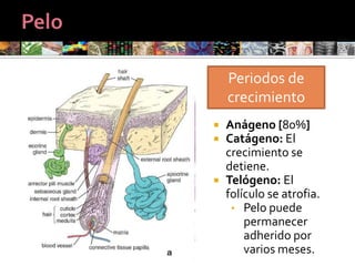PústulaElevación circunscripta de la pielContenido purulento desde su inicioPsoriasis pustulosaFarmacodermia pustulosaFarmacodermia pustulosa
