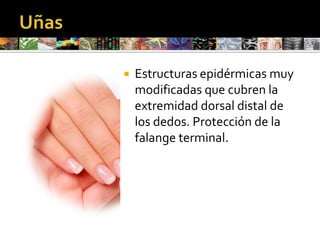 QueratosisSólidaCircunscriptaEngrosamiento a expensas de la capa córneaCallosidades Queratodermia