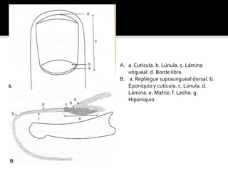 Lesiones SecundariasAparecen en evolución de otra lesión primaria.EscamasDesecación de secreción.[Pus, sangre, suero]Costra
