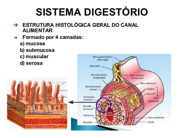S digestorio-2013