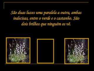 São duas luzes uma paralela a outra, ambas indecisas, entre o verde e o castanho. São dois brilhos que ninguém os vê. 