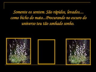 Somente os sentem. São rápidos, levados.... como bicho do mato...Procurando no escuro do universo   teu tão sonhado sonho.   