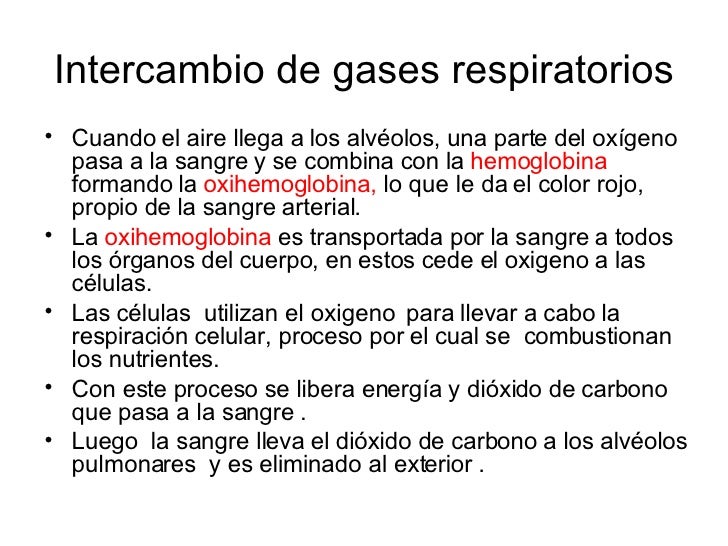 S I S T E M A R E S P I R A T O R I O Para Blog