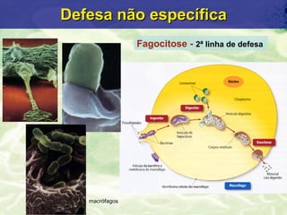 Defesa n ão específica Fagocitose -  2ª linha de defesa  macr ófagos 