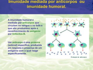 Imunidade mediada por anticorpos ou
        imunidade humoral.


A imunidade humoral é
mediada por anticorpos que
circulam no sangue e na linfa e
que são produzidos após o
reconhecimento do antigénio
por linfócitos B.


Um anticorpo é uma proteína
(solúvel) específica, produzida
em resposta à presença de um
antigénio com o qual reage
especificamente.
 