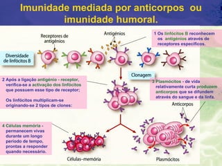 Imunidade mediada por anticorpos ou
                 imunidade humoral.
                                           1 Os linfócitos B reconhecem
                                             os antigénios através de
                                             receptores específicos.




2 Após a ligação antigénio - receptor,     3 Plasmócitos - de vida
  verifica-se a activação dos linfócitos     relativamente curta produzem
  que possuem esse tipo de receptor;         anticorpos que se difundem
                                             através do sangue e da linfa.
 Os linfócitos multiplicam-se
 originando-se 2 tipos de clones:



4 Células memória -
  permanecem vivas
  durante um longo
  período de tempo,
  prontas a responder
  quando necessário.
 