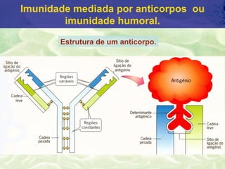 Imunidade mediada por anticorpos ou
        imunidade humoral.

       Estrutura de um anticorpo.
 
