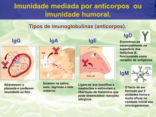 Imunidade mediada por anticorpos ou
              imunidade humoral.
               Tipos de imunoglobulinas (anticorpos).
                                                                               IgD
     IgG                  IgA                        IgE                     Encontram-se
                                                                             essencialmente na
                                                                             superfície dos
                                                                             linfócitos B,
                                                                             funcionando como
                                                                             receptor de antigénios



                                                                             IgM

Atravessam a          Existem na saliva,       Ligam-se aos basófilos e
placenta e conferem   suor, lágrimas e leite   mastócitos e estimulam a         O facto de ser
imunidade ao feto .   materno.                 libertação de histamina que      formado por 5
                                               pode desencadear reacções        unidades torna-o
                                               alérgicas.                       muito eficaz no
                                                                                combate inicial aos
                                                                                microrganismos
 