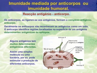 Imunidade mediada por anticorpos ou
           imunidade humoral.
               Reacção antigénio - anticorpo.
Os anticorpos, ao ligarem-se aos antigénios, formam o complexo antigénio-
anticorpo.
Geralmente os anticorpos não reconhecem os antigénios como um todo.
O anticorpo identifica regiões localizadas na superfície de um antigénio
determinantes antigénicos ou epítopos.


    Alguns antigénios tem
    muitos determinantes
    antigénicos diferentes.

    Assim uma simples
    molécula ou uma
    bactéria, por ex. pode
    estimular a produção de
    diferentes anticorpos.
 