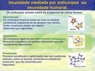 Imunidade mediada por anticorpos ou
            imunidade humoral.
   Os anticorpos actuam sobre os antigénios de várias formas:
Neutralização.
Os anticorpos fixam-se sobre os vírus ou toxinas
bacterianas impedindo-os de penetrar nas células.
Estes complexos podem ser depois
destruídos por fagocitose.


Aglutinação.
Os anticorpos ligam-se aos determinantes antigénicos
formando complexos de grandes dimensões que são
rapidamente fagocitados.


Precipitação.
Processo semelhante à aglutinação mas com moléculas
solúveis, como as toxinas, formando-se complexos
insolúveis que são removidos por
fagocitose.
 