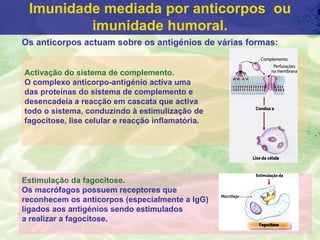 Imunidade mediada por anticorpos ou
         imunidade humoral.
Os anticorpos actuam sobre os antigénios de várias formas:


Activação do sistema de complemento.
O complexo anticorpo-antigénio activa uma
das proteínas do sistema de complemento e
desencadeia a reacção em cascata que activa
todo o sistema, conduzindo à estimulização de
fagocitose, lise celular e reacção inflamatória.




Estimulação da fagocitose.
Os macrófagos possuem receptores que
reconhecem os anticorpos (especialmente a IgG)
ligados aos antigénios sendo estimulados
a realizar a fagocitose.
 