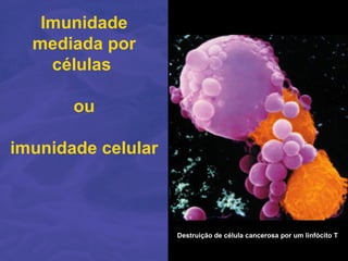 Imunidade
  mediada por
    células

       ou

imunidade celular



                    Destruição de célula cancerosa por um linfócito T
 